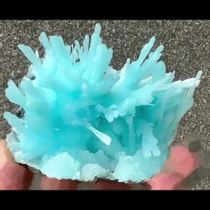 蓝纹雪羽